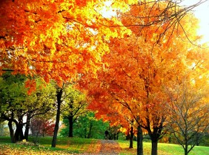 Bright colors of Fall leaves.