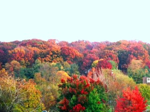 Fall leaves of the Blue Ridge Mountains of the Shenandoah Valley.