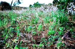 Masala field with chankharamu weeds swaying in the breeze.