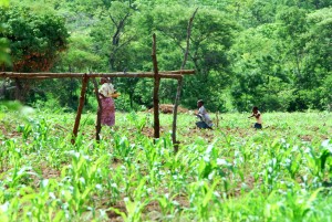 A woman with children gathering fresh vegetables to prepare a meal. She is eating fresh mangoes from the trees.