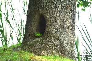 My parents were so stable that they were like the strength and stability of a trunk of a massive large tree.