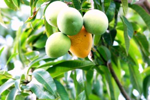 Getting a ripe mango atop a tall tree is a source of adventurous excitement for the soul of friendship for young boys.